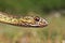 Colorful head of eastern montpellier snake