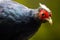 Colorful head with a white crest of a critically endangered and rare edward pheasant