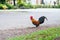 Colorful healthy rooster is crossing the road in the temple of T