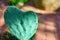 Colorful heart cactus.