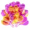 Colorful heart shaped party balloons purple yellow translucent