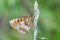 Colorful Heath fritillary on bent