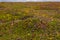 Colorful heather fields of Cote de Granit Rose in Bretagne, France