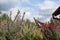 Colorful heather flowers against fall or autumn blue sky