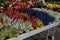 Colorful heathers on a growing table with wheels. ready for sale in the garden center. The distinctive coloration sells these shru