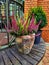 Colorful heathers in a pot, autumn.