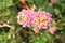 Colorful Hedge Flower ,Lantana camara