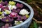 Colorful hellebores flowers