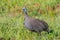 Colorful Helmeted Guineafowl in South Africa