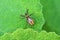 Colorful Hemiptera true bug on green leaf