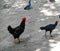 Colorful hens collected together in the park during morning time in Delhi India