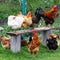 Colorful hens and roosters on the grass in a field