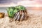 Colorful hermit crab on the beach.