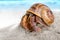 Colorful hermit crab on the beach.