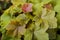 Colorful heuchera plant in garden. Evergreen flowers