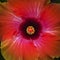 Colorful hibiscus closeup centered