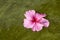 Colorful Hibiscus Flower Floating on Algae Infested Water