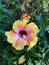 Colorful hibiscus flower growing in the garden