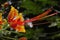 A colorful Hibiscus flower reaches out in to the world.