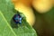 Colorful Hibiscus Harlequin Bug, Tectocoris diophthalmus, family Scutelleridae
