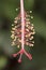 Colorful hibiscus stamen