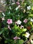 Colorful hibiscusâ€‹ blossoms