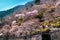 Colorful Hillside, Lake Okutama, Japan