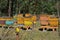 Colorful hives in a forest apiary on a sunny day fenced against pests