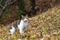 Colorful home cat in the forest for hunting