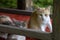 Colorful homeless cats hiding under an old wooden table in the backyard