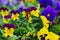 Colorful Horned Pansy flowers in garden