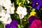 Colorful horned violets in the garden, gardening, spring