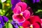 Colorful horned violets in the garden, gardening, spring