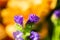 Colorful horned violets in the garden, gardening, spring