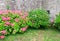 Colorful hortensia bush