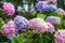 Colorful Hortensia flower blossoms in summer