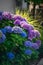 Colorful Hortensia flower blossoms in summer