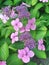 Colorful hortensia flowers blossoming in shades of blue and purple