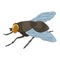 Colorful housefly Musca Domestica. Vector illustration. Drawing by hand