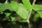 Colorful Housefly sits on does it`s stuff on a leaf of a outdoor plant. Leaves look amazing as it usually is.