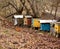 Colorful houses for bees in the autumn garden and running chickens