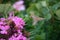 Colorful hover moth pollinating flowers.