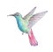 Colorful hummingbird flying isolated art