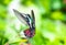 Colorful hummingbird with orange tail in flight in the rainforest