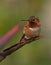 Colorful hummingbird resting on a branch