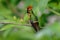 Colorful hummingbird Tufted Coquette from Trinidad sitting on the green branch