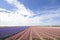 Colorful hyacinth fields in the Netherlands