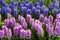 Colorful hyacinth flowers blossom in dutch spring garden Keukenhof, Holland