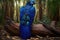 Colorful Hyacinth Macaw Flying Full Body In Forest. Colorful and Vibrant Animal.
