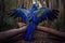 Colorful Hyacinth Macaw Flying Full Body In Forest. Colorful and Vibrant Animal.